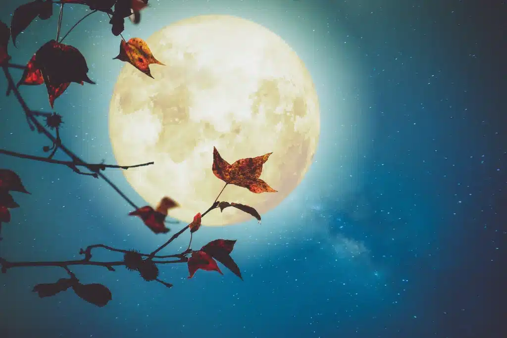 Full Moon Update October 17, 2024 The Power Path