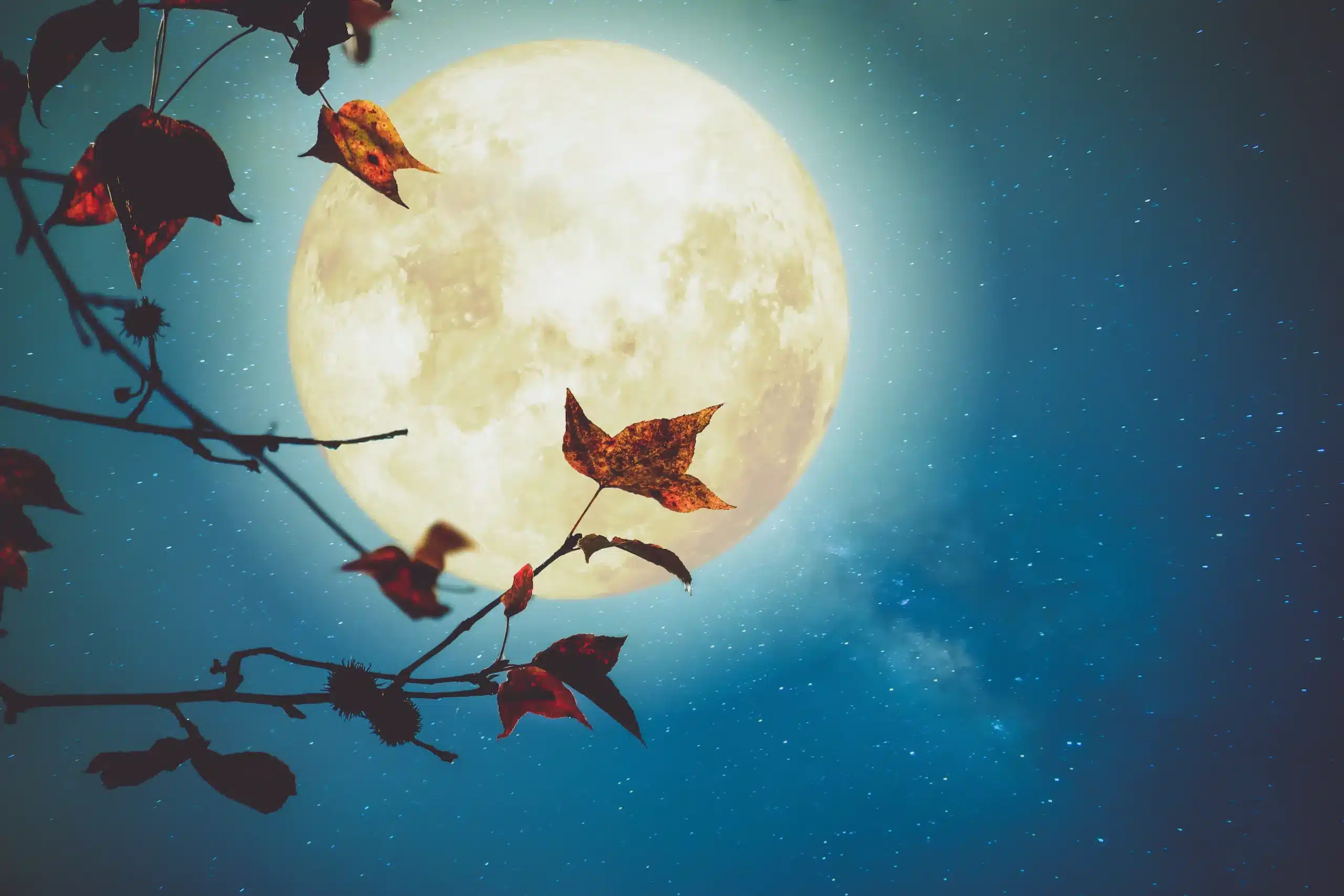 Full Moon Update October 17, 2024 The Power Path