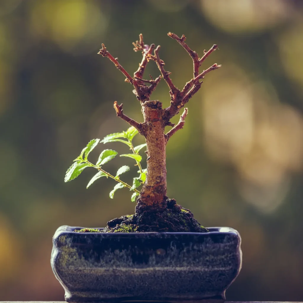 Resurrection: What does it mean? Redo, redecide, reveal, repeat, restore, remember…